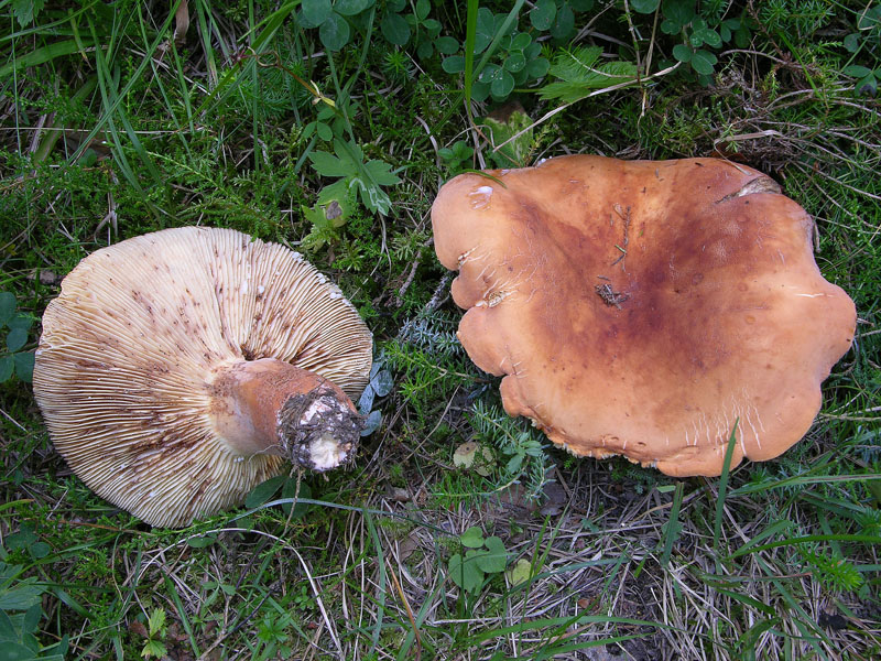 Ritrovamenti del 19 luglio.